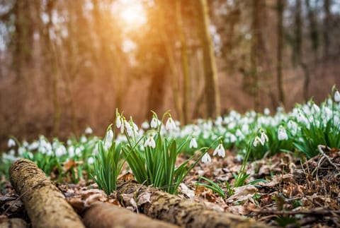 Snowdrops in Gloucestershire 