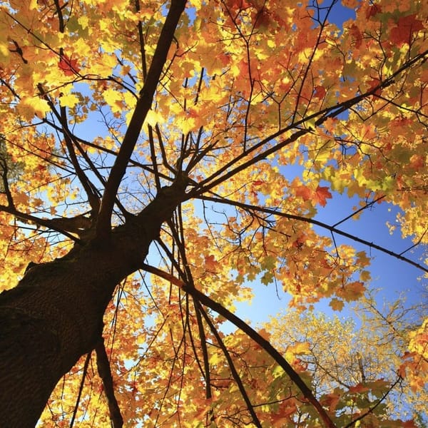 Autumn Visitor Day
