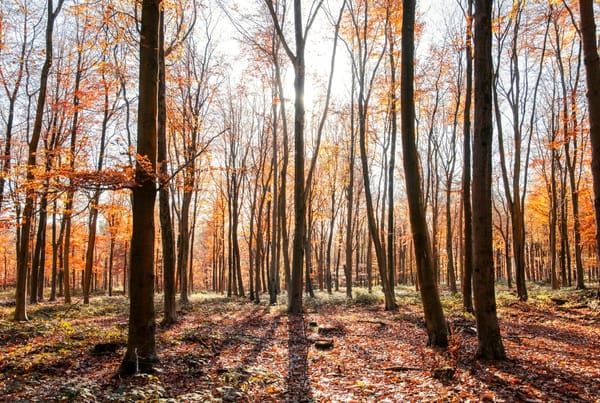 Frith Wood