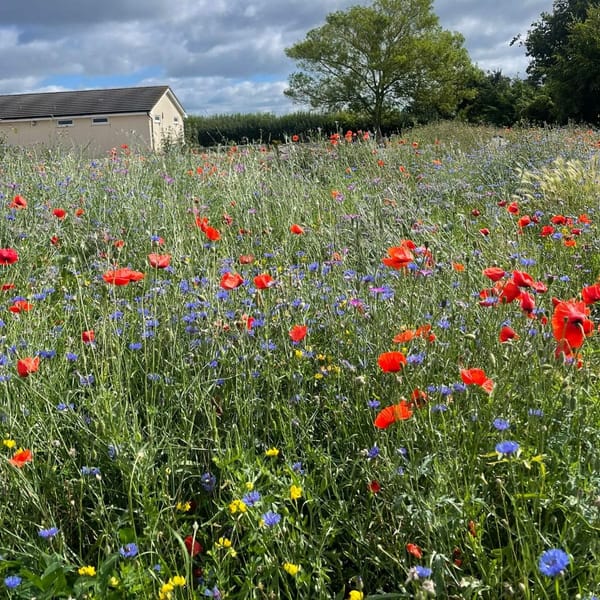 Jubilee Fields Cam