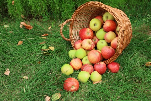 Apple Day - Ship Inn Community Space