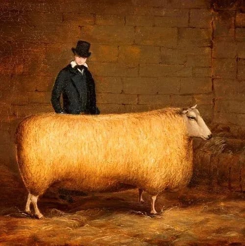 Woolly Morning at Museum in the Park