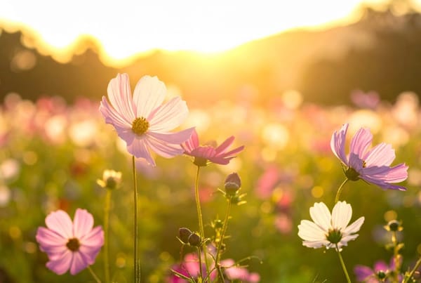 Pick Your Own Flowers Weekend!
