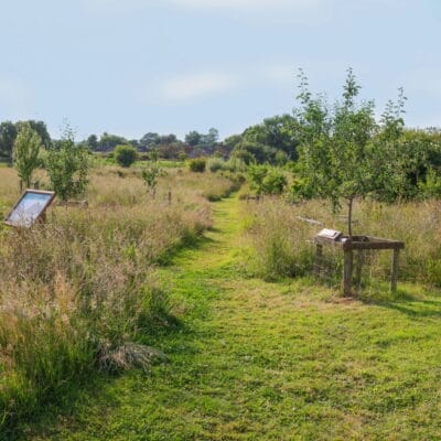 Sarah's Field